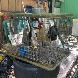 Jaula Con Quiquiritos