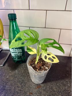 Monstera adansonii albo plant