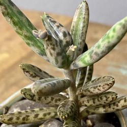 Various Houseplants & Succulents $7up