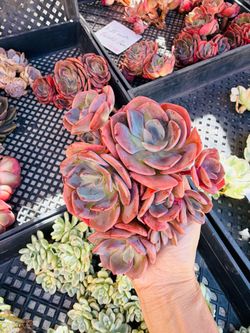 Echeveria blue rose imported