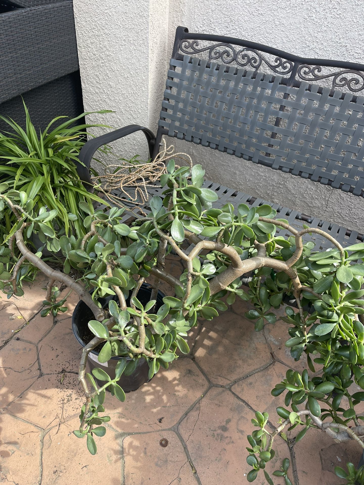 Big Green Plants( 2 Available) To Make Garden Green