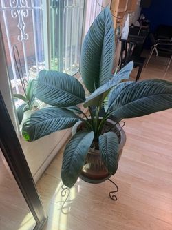 Plantas