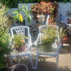 Plant sale open till 6pm different sizes fair prices