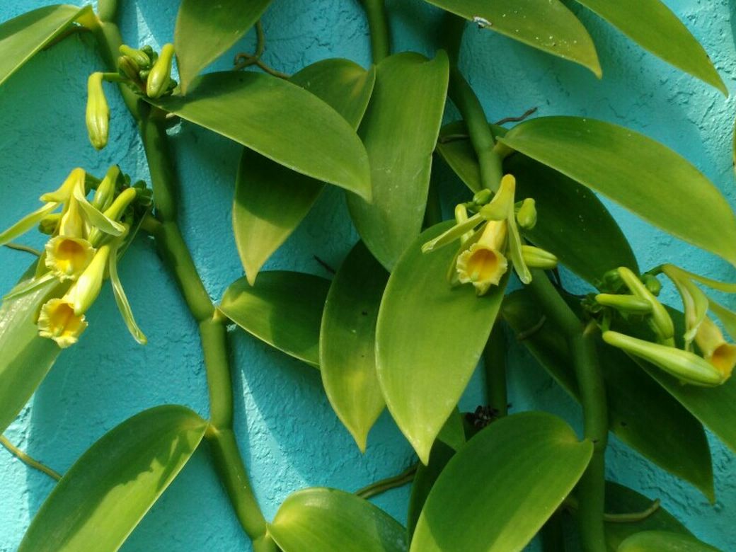 Vanilla Bean Orchid for Sale in West Palm Beach, FL OfferUp