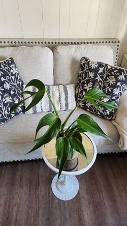 $95 Monstera Burle Marx Flame 🌿 