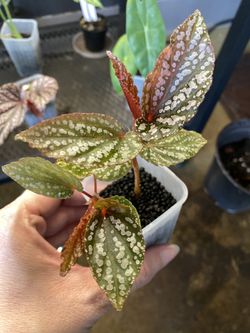 ✨ Begonia Maculata Pink Spot | Beningo✨
