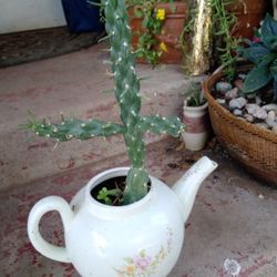 Plants Alfileres De Eva