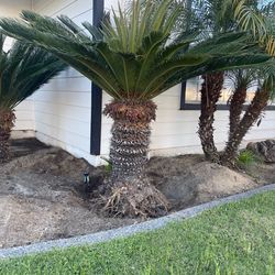 Sago palm