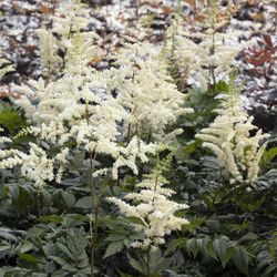 Astilbe Ch. “Vision in White” Landscape Plant x3 