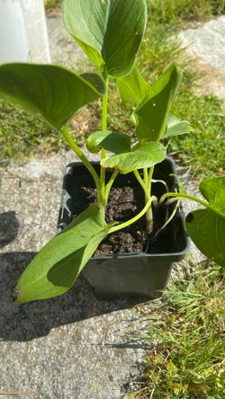 Three calla Lilly plants
