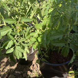 Tomatito Rojo 