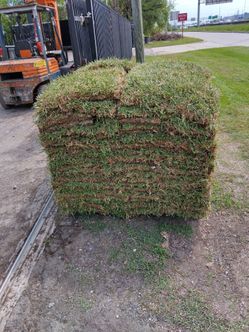 San Augustine sod