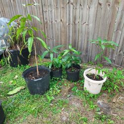 mango plant