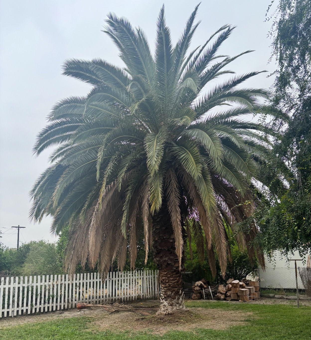 Palms And Trees Trimming
