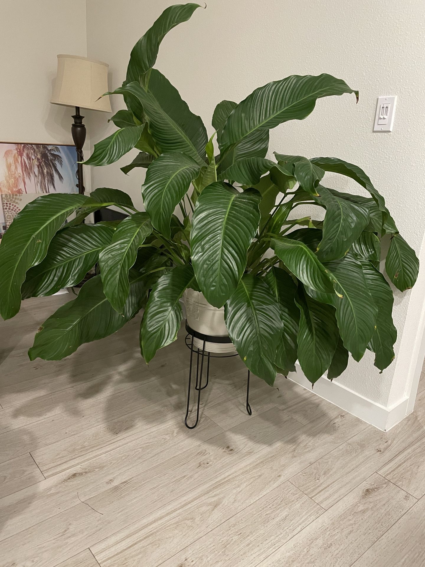 Peace Lilly Plant with Planter and Stand
