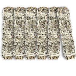 6 COUNT 9INCH Californian White Sage 