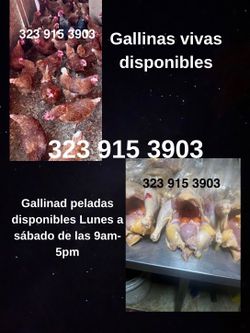 Gallina apple valley