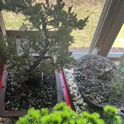 Bonsai Tree’s 