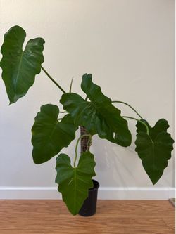 Philodendron Giganteum
