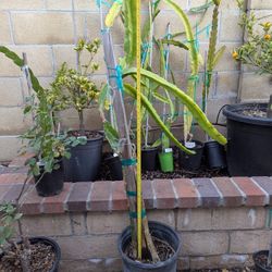 Dragon Fruit In Pot- Bruni Variety 