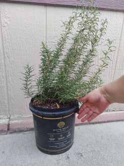 ROMERO PLANT $10 NELLIS BLVD AND CHEYENNE AVE