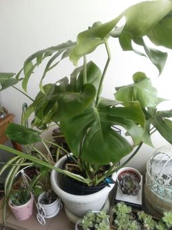 monstera