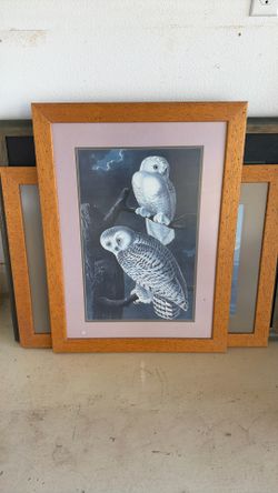 24x33 Audubon Prints With Custom Frames 7 Total