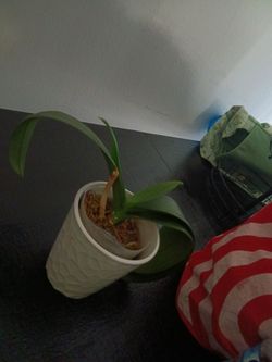 Young orchid ready to bloom