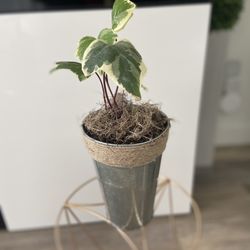 Housplant Algerian Ivy Plant