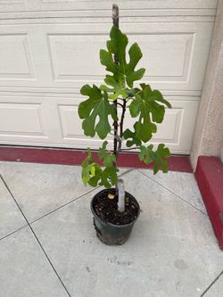 Fig fruit tree plant