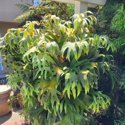 Large Staghorn Fern