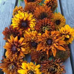 Autumn Sunset Rudbeckia