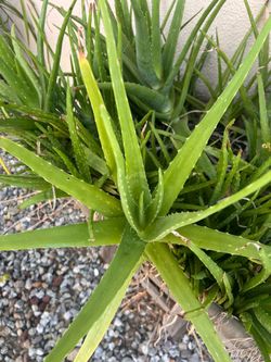 Free Aloe Vera plants just in time for the summer sun