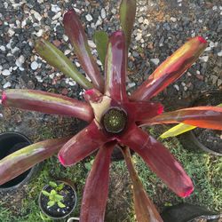 Bromeliad Plants 