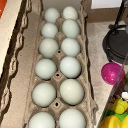 Fresh Eggs Hatching Eggs 