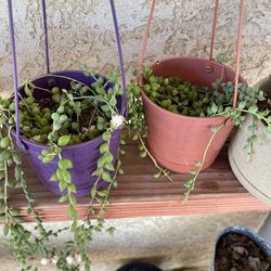 Hanging Succulents Plants 