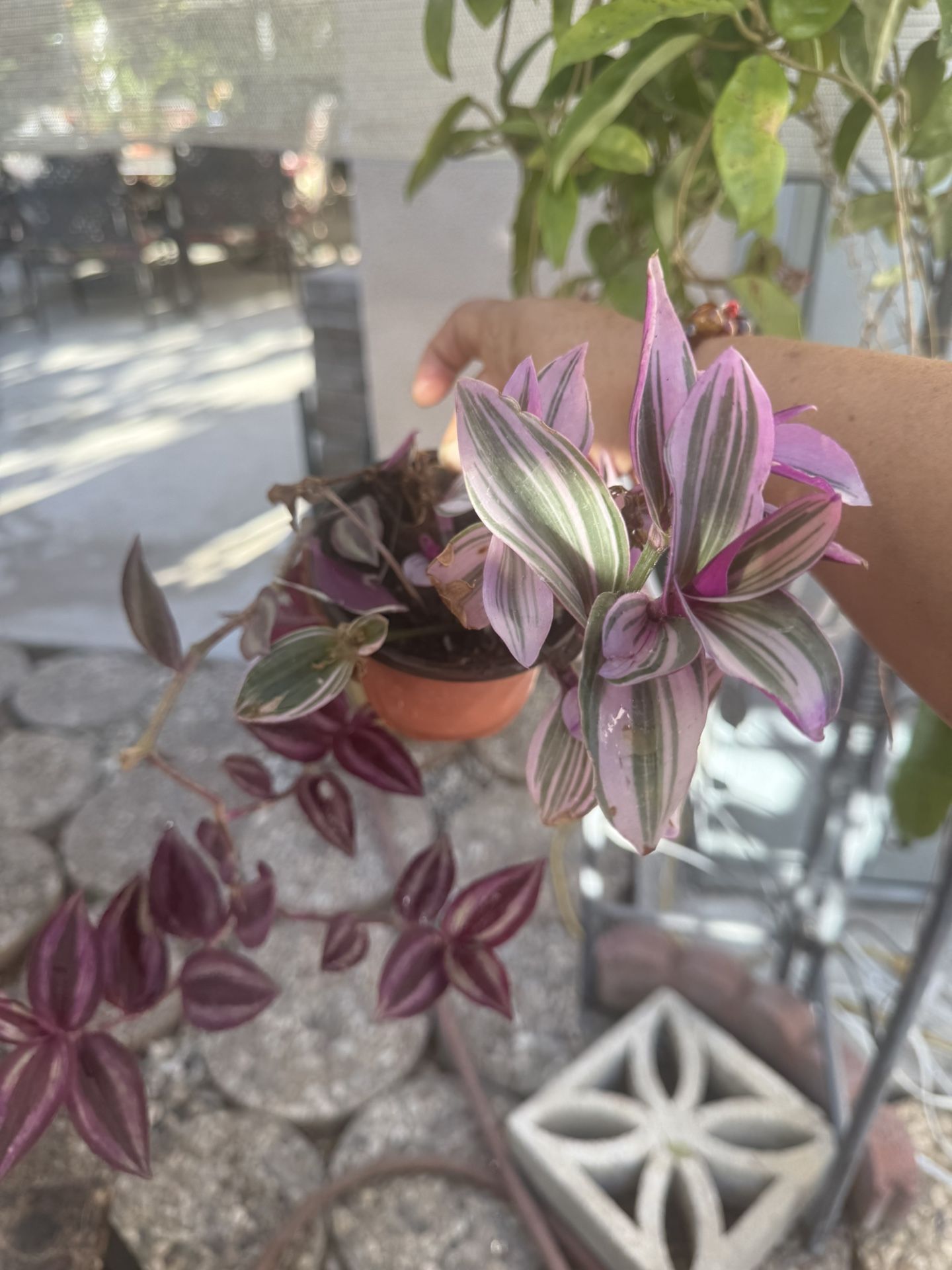 Trandescantia Nanouk And Zebrina Plant Together 