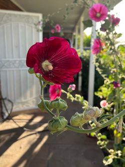 Huge mega sale of plants