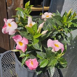 Mandevilla plant,3 gallons pot live plants