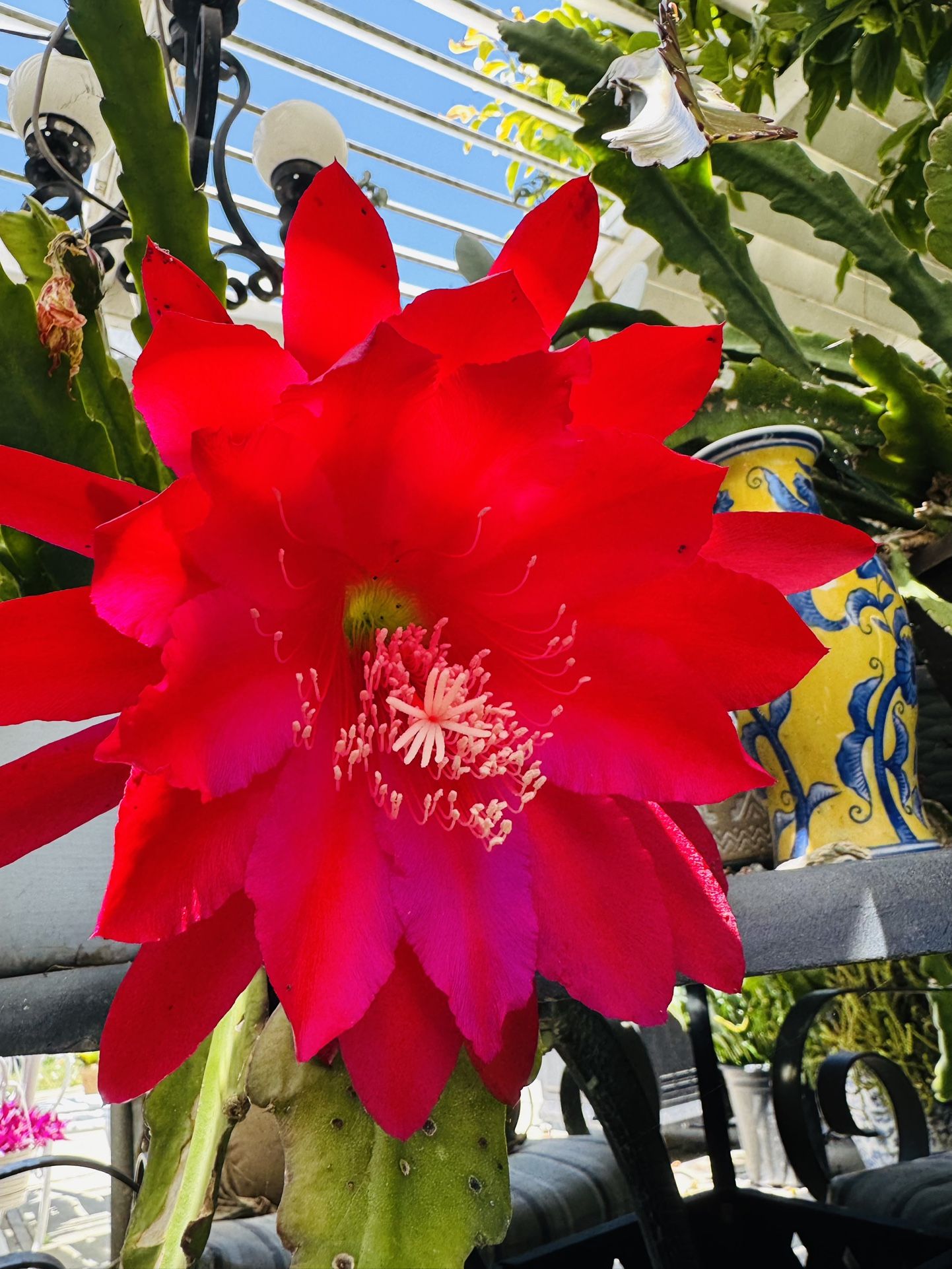 Red EPIPHYLLUM Cactus Plant - $2 Each Cutting