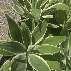 Agave Ray Of Light