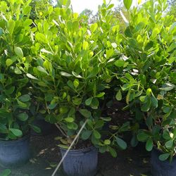 CLUSIA PRIVACY HEDGE PLANTS 7GL OVERGROWN 🌿💚$23 4.5FT