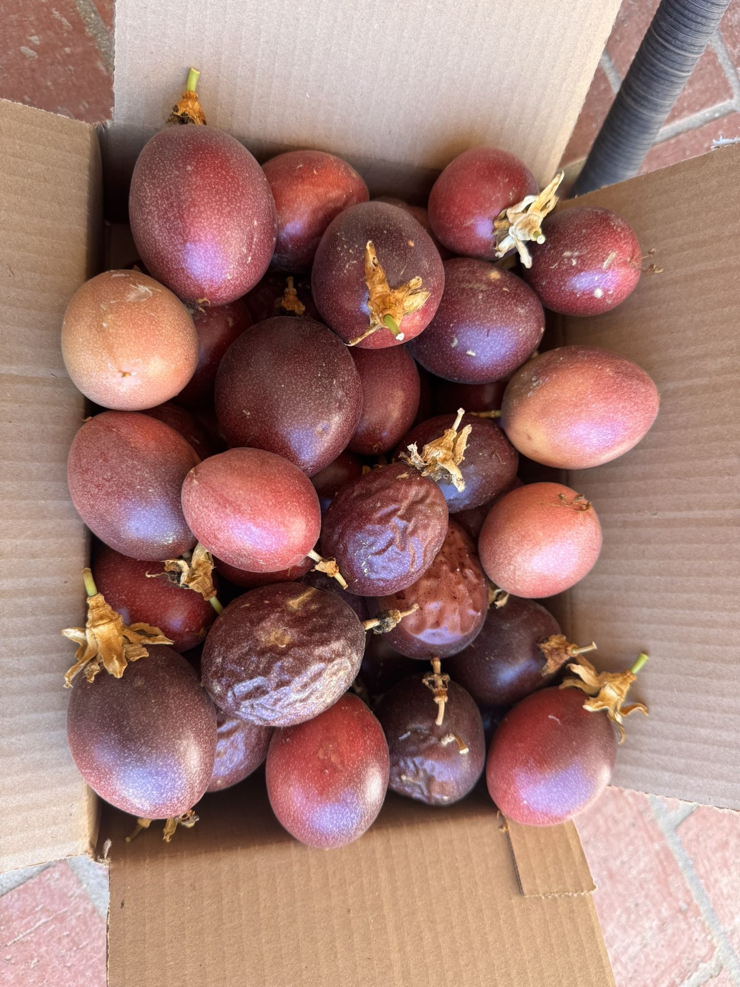Passion fruit For Sale
