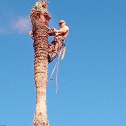🌳Stump 🌴 Grinding 🌲 