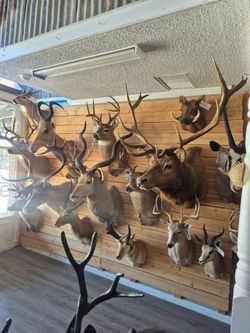 Taxidermy stuff western decor