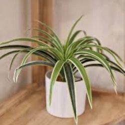 Spider Plants 🪴🕷️