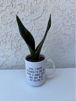 Snake Plant