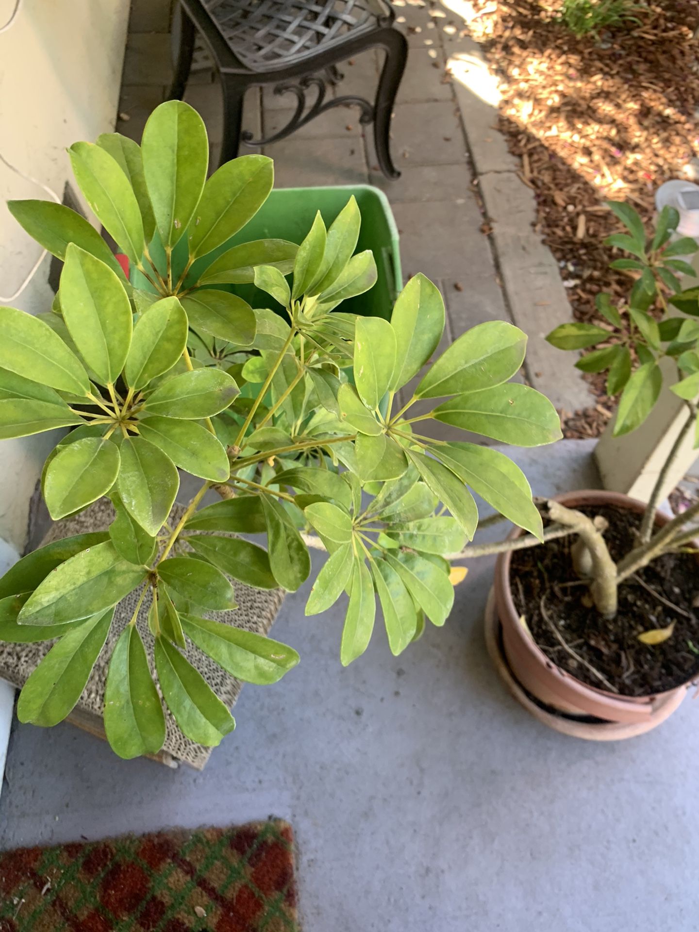 Plant For SALE