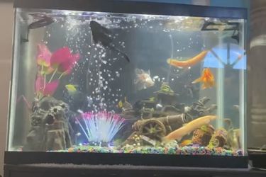 Fish Tank