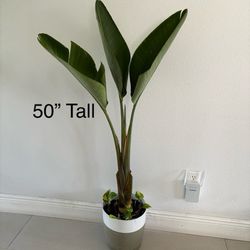 Real Decorative Plant 